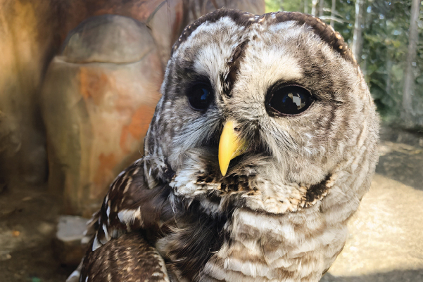 Marlowe — Barred Owl